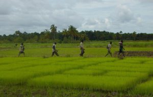 Agriculture: La « Journée nationale du Paysan » se tiendra à N’Zérékoré