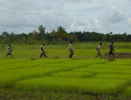 Agriculture: La « Journée nationale du Paysan » se tiendra à N’Zérékoré