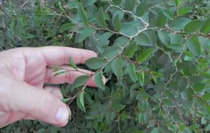 Santé environnementale : Voici la plante qui lutte contre l&rsquo;hypertension