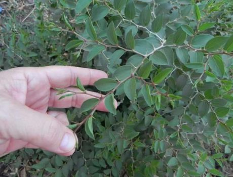 Santé environnementale : Voici la plante qui lutte contre l&rsquo;hypertension