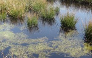 Les zones humides: Des lieux inquiétants ?