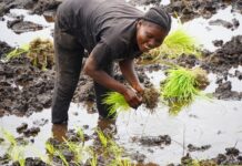 Boké : des femmes et des jeunes construisent leur avenir grâce au projet PA-AGR