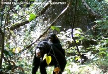 La Réserve de Biosphère du Badiar : une conservation relancée, des résultats mesurables