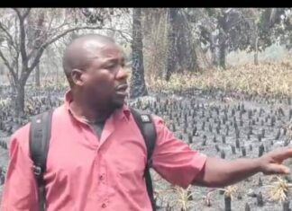 Kindia : 3 hectares d’ananas ravagés par un incendie à Foulaya
