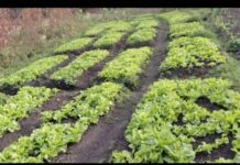 Kindia : La carrière de sable et le domaine cultivable de Boussoura ne font pas bon ménage