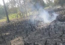 Kindia : arrestation d’un suspect dans l’incendie criminel d’un champ d’ananas à Kinyaya