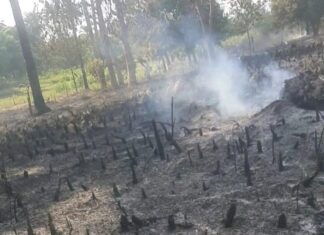 Kindia : arrestation d’un suspect dans l’incendie criminel d’un champ d’ananas à Kinyaya