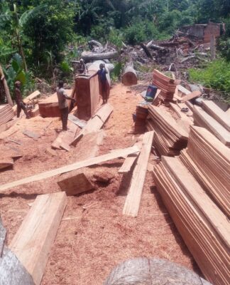 Guinée : le gouvernement instaure un repos biologique de trois mois dans la filière bois