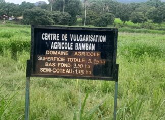 Kindia : cri d’alarme face à la spoliation foncière du Centre de vulgarisation agricole de Bamban