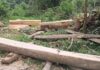 Trafic de bois à Mamou : deux suspects interpellés dans le futur Parc National Penselli Soyah Sabouyah (PSS) et conduits devant la justice !