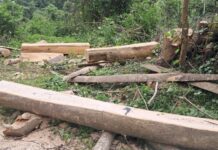 Trafic de bois à Mamou : deux suspects interpellés dans le futur Parc National Penselli Soyah Sabouyah (PSS) et conduits devant la justice !