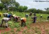 Réserve de biosphère du Badiar : l’agriculture durable ouvre la voie à une économie verte en Guinée