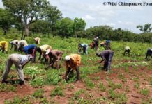 Réserve de biosphère du Badiar : l’agriculture durable ouvre la voie à une économie verte en Guinée