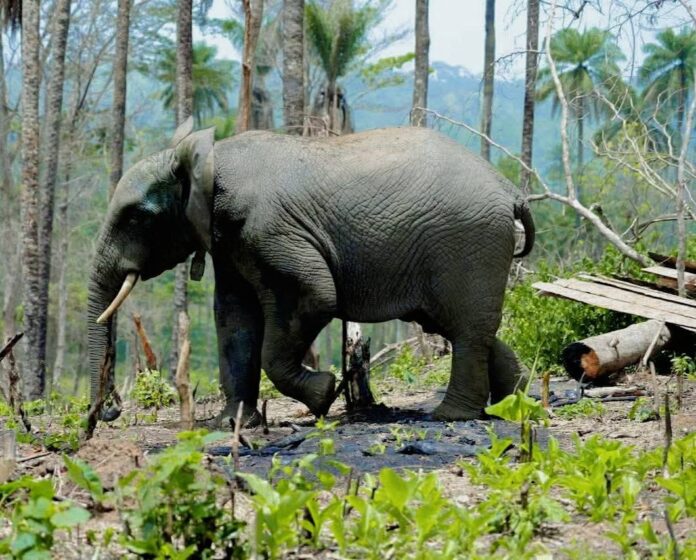 elephant